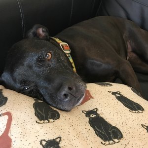 Team Page: Peanut the Pittie